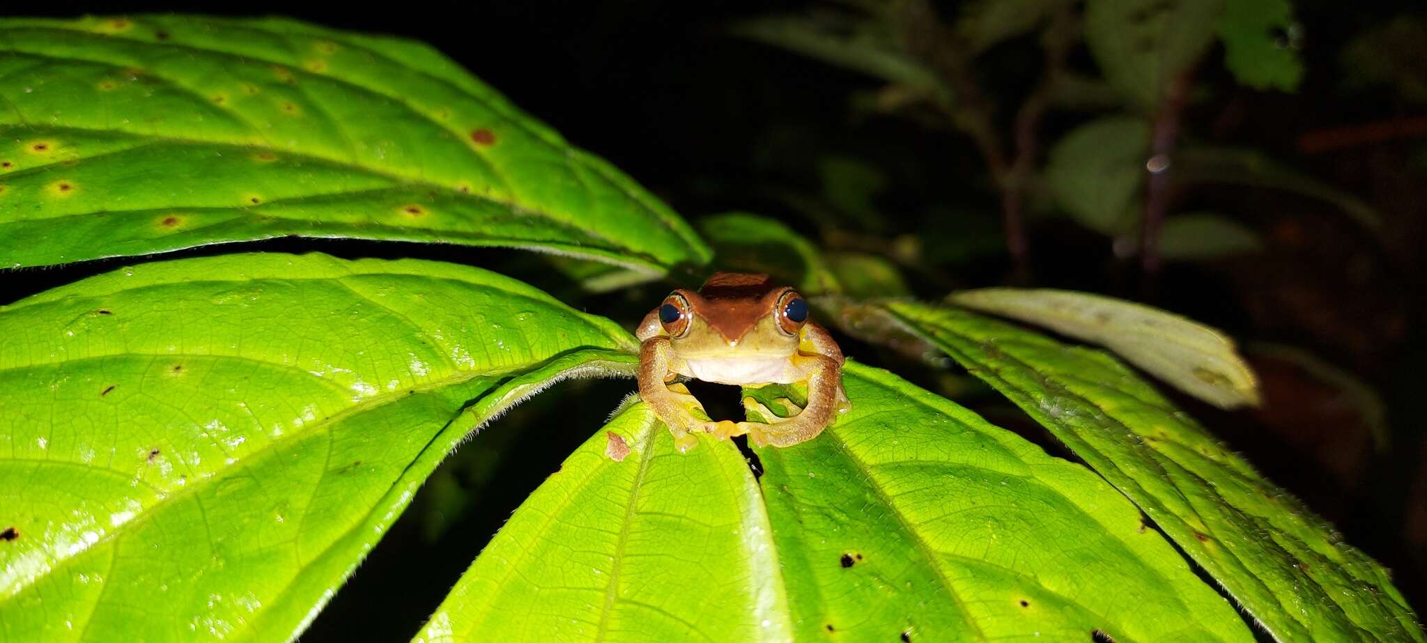 Image of Masked tree frog