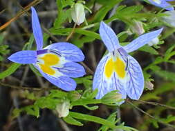 Image of Bach's calicoflower