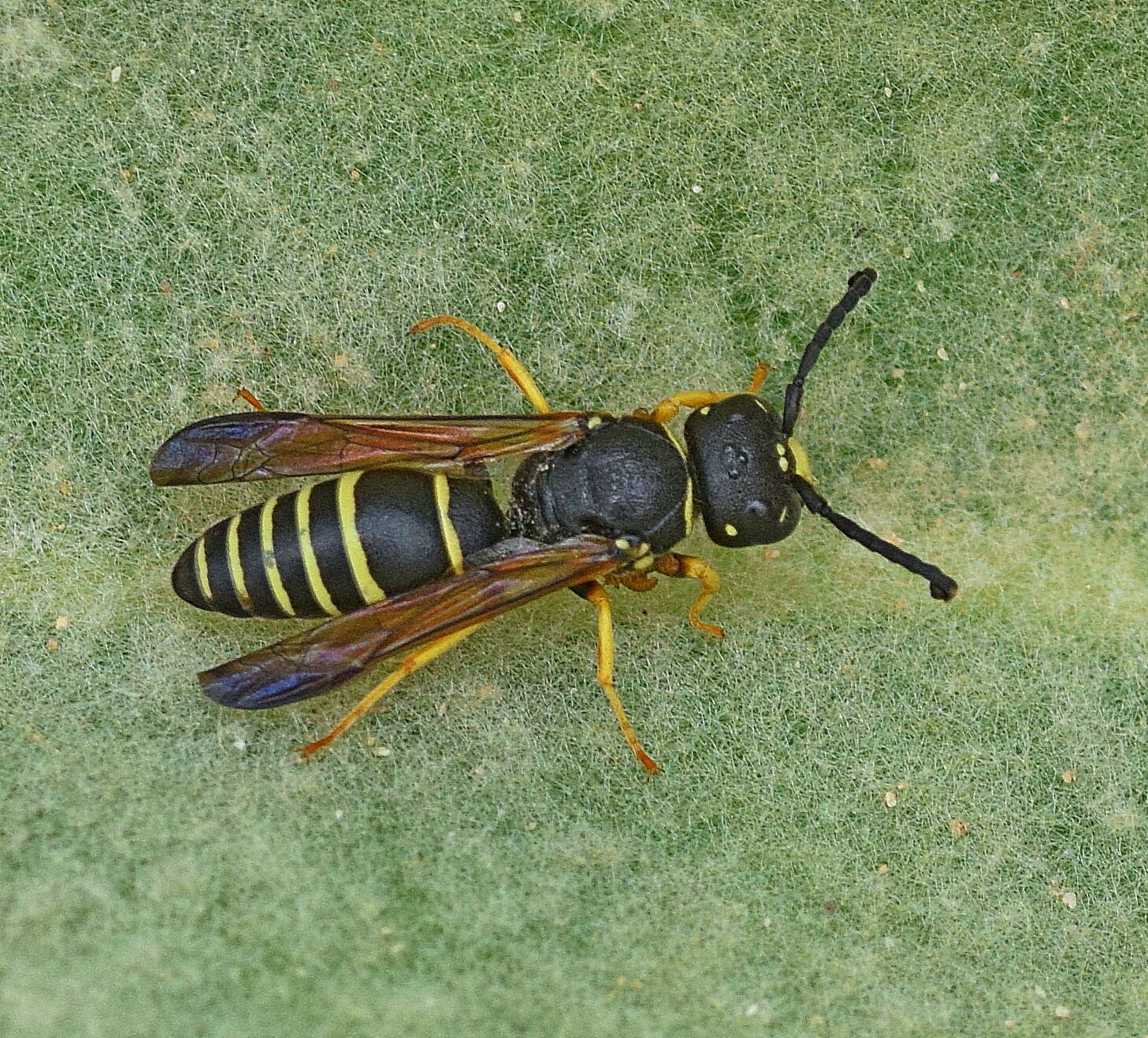 Image of Gymnomerus