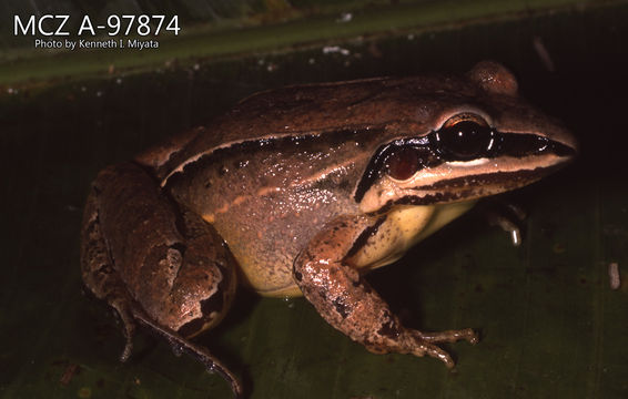 269.a97874 l amazonicus l jpg.580x360