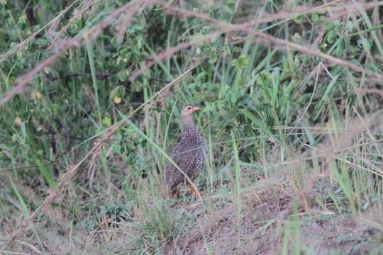 Image of Heuglin's Spurfowl