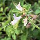 Image de Ocimum reclinatum (S. D. Williams & K. Balkwill) A. J. Paton