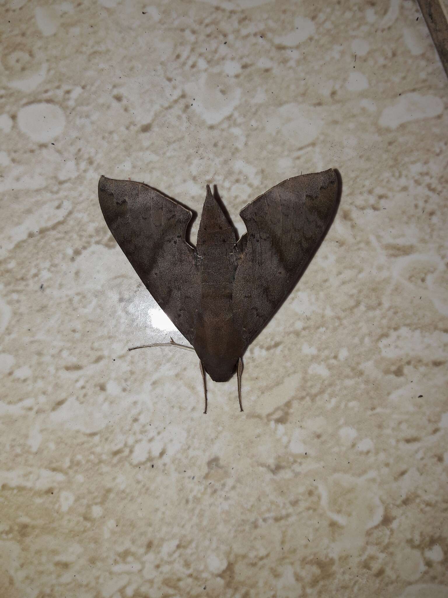 Image of False Fig Sphinx Moth