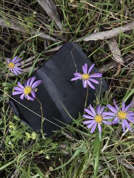 Image of Calotis scabiosifolia F. Müll.