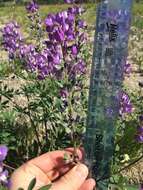 Image of subalpine lupine