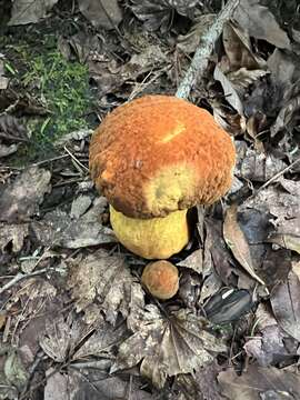 Image of Rugiboletus