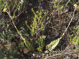 Image of Crassula ciliata L.