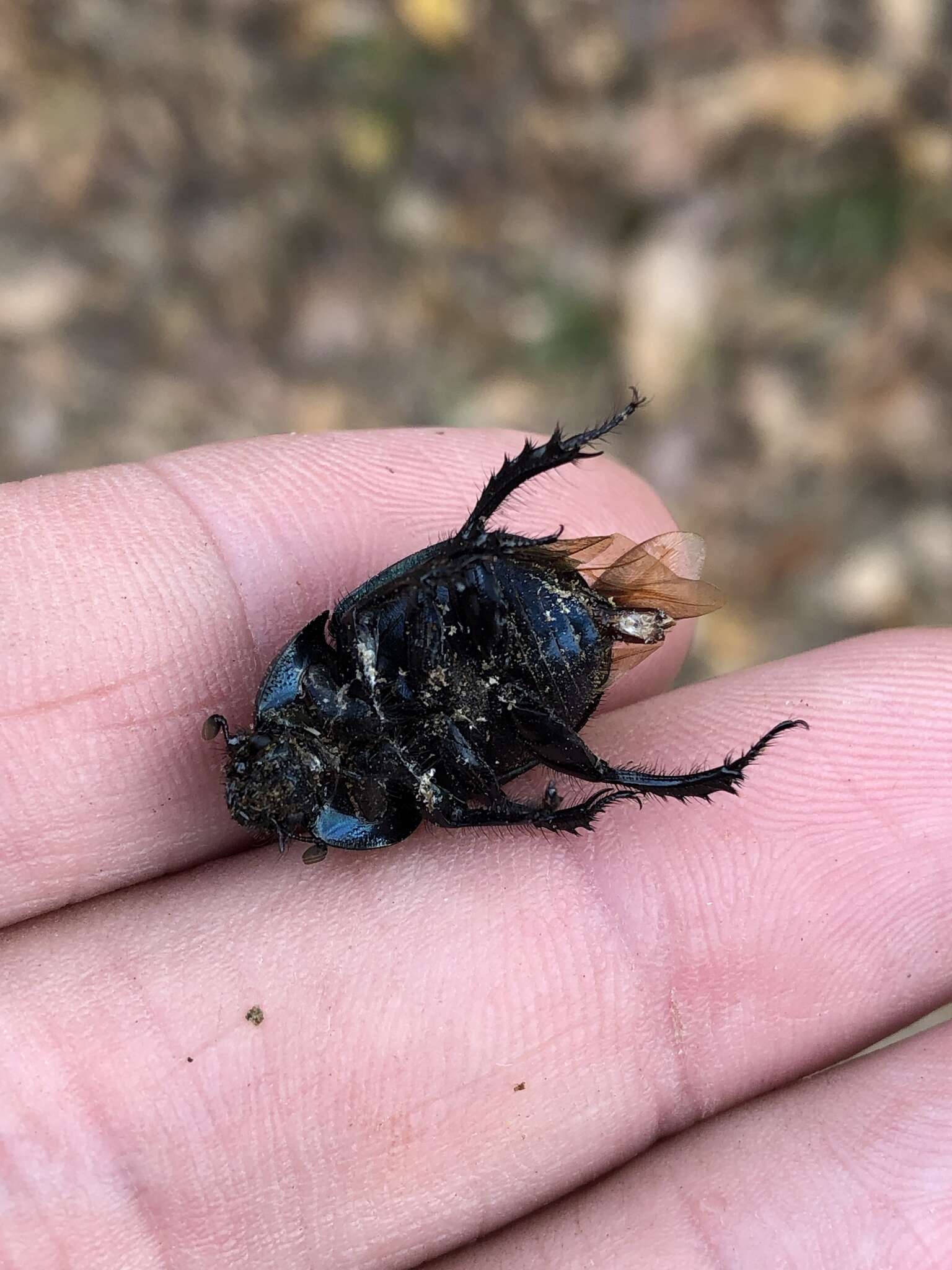 Image of Cnemotrupes semiopacus (Jekel 1865)