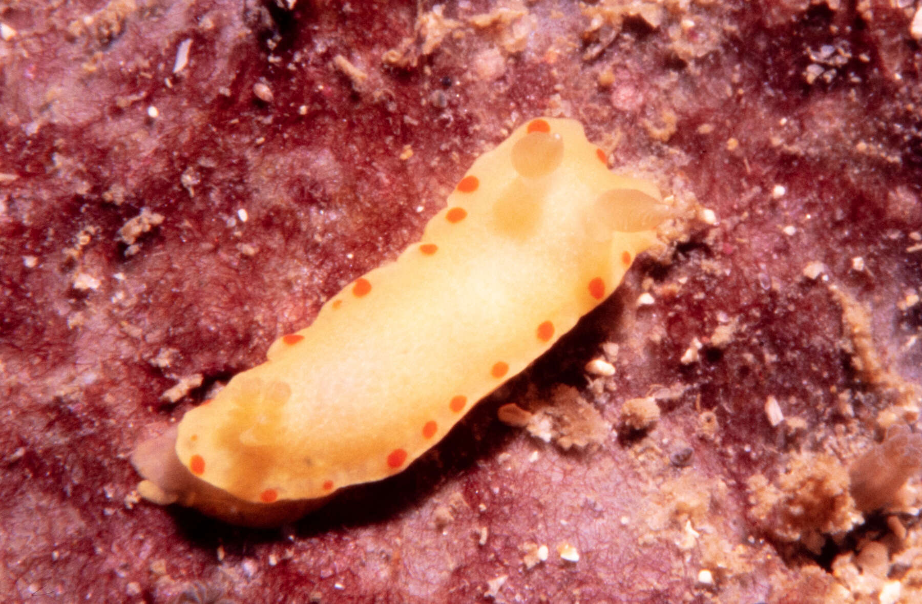 Image of Diversidoris sulphurea (Rudman 1986)