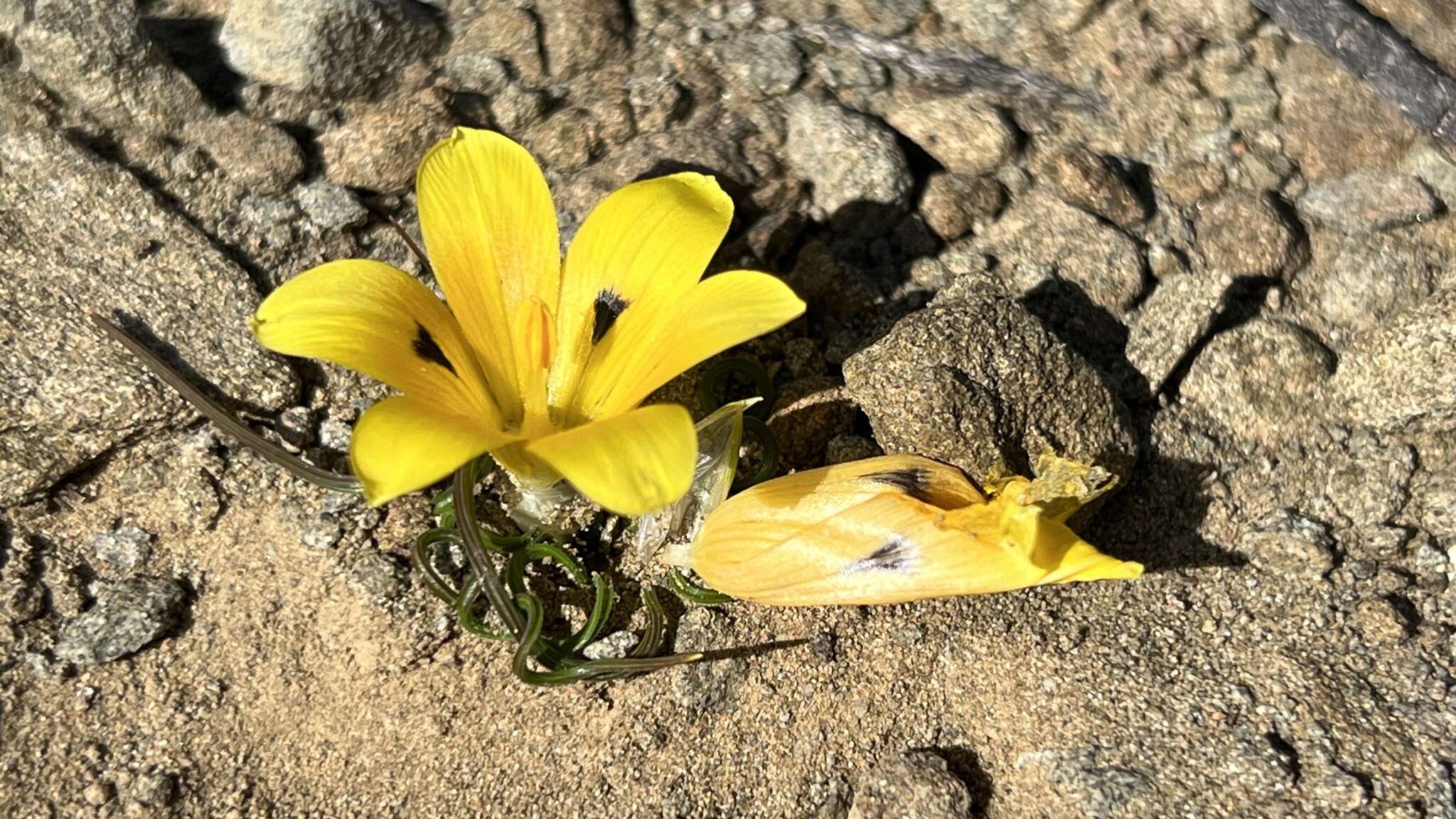 Image of Romulea tortuosa (Licht. ex Roem. & Schult.) Baker