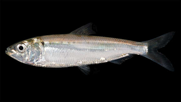 Image of American Shad