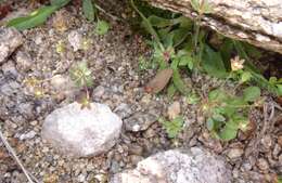 Image of western rockjasmine