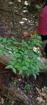 Image of Rhamnus diffusus Clos