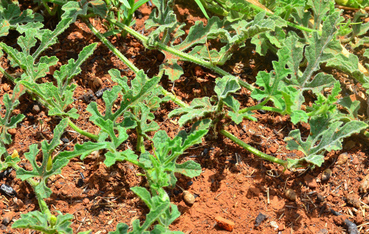 Image of Cucumis myriocarpus subsp. myriocarpus