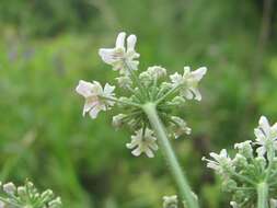 Heracleum chorodanum (Hoffm.) DC.的圖片