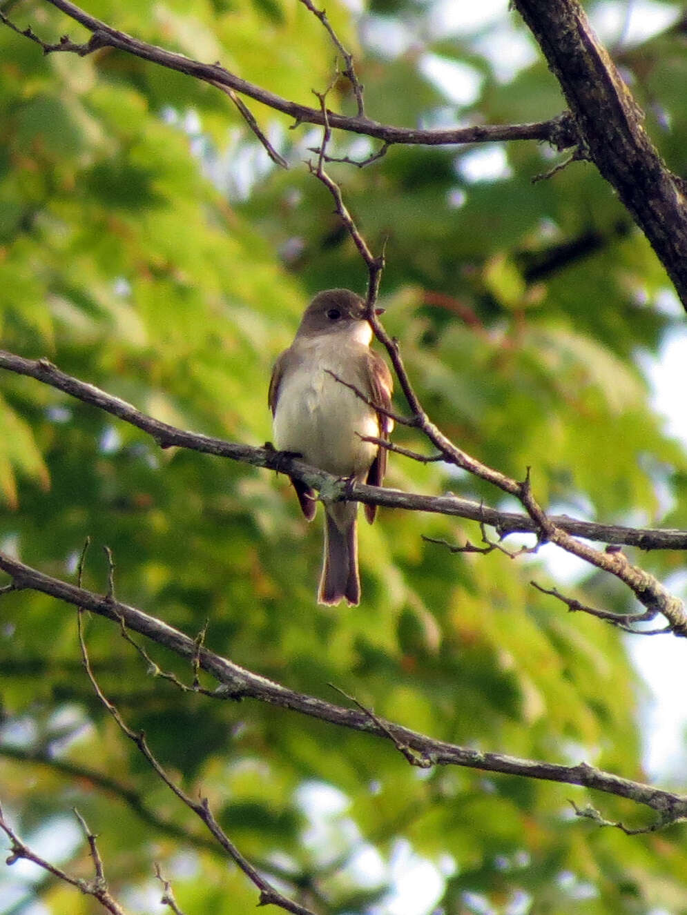 Image of Alder Flycatcher