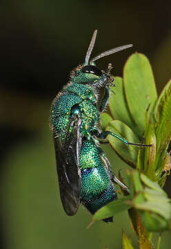 Image of <i>Chrysis conica</i> Brullé 1846