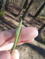 Image of broad-leaved meadow-grass