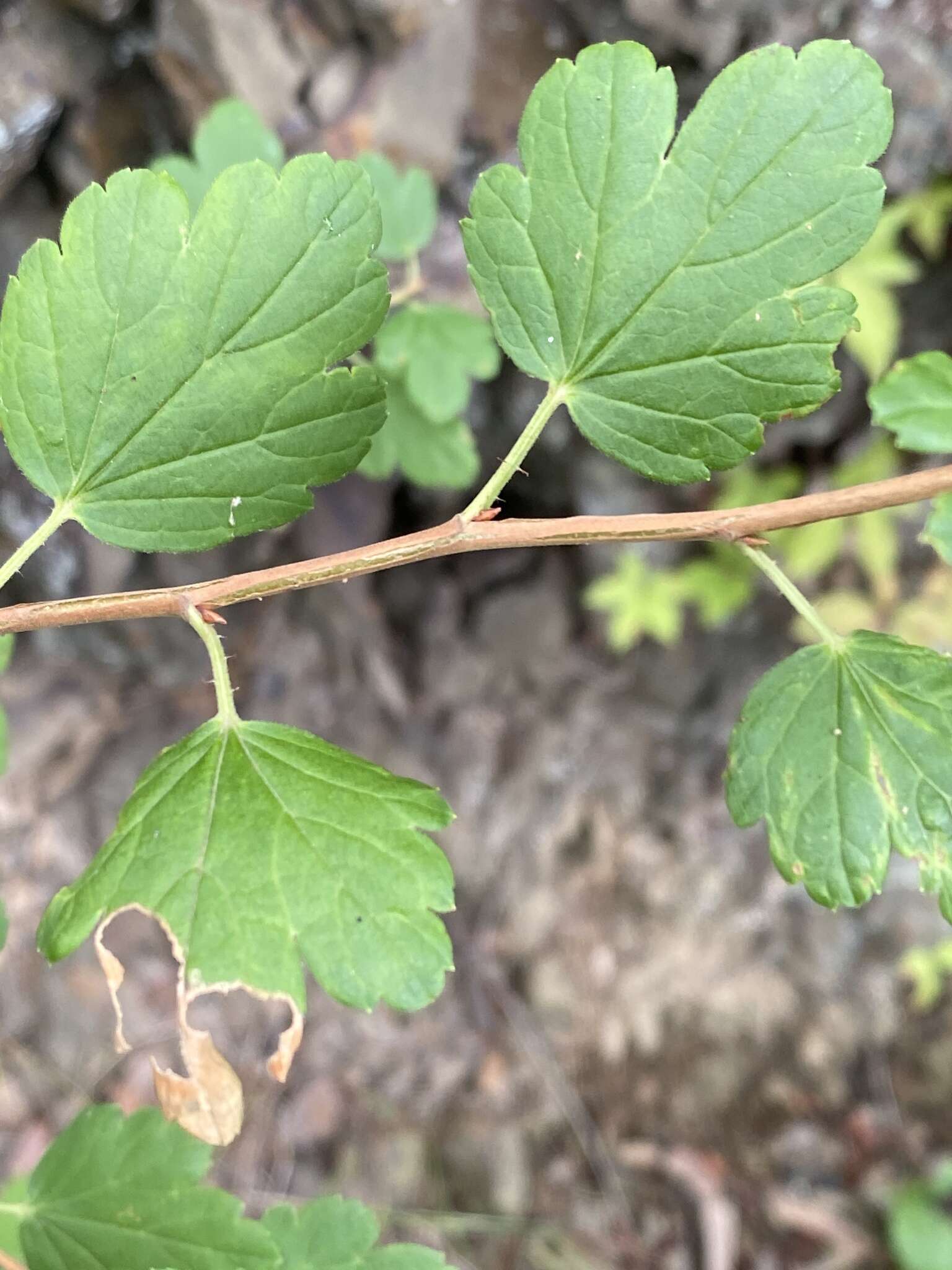 Image de Ribes rotundifolium Michx.