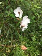 Image of Hibiscus heterophyllus Vent.