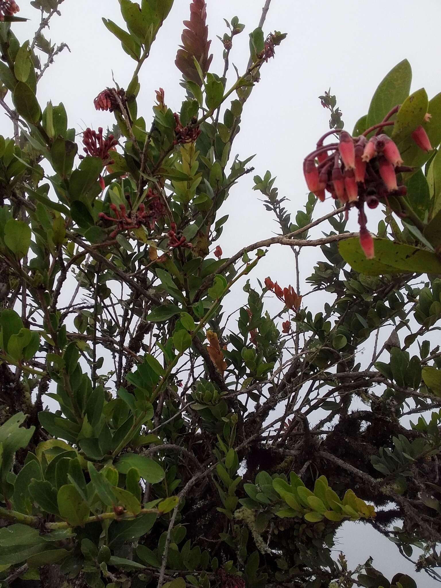 Image de Macleania loeseneriana Hørold