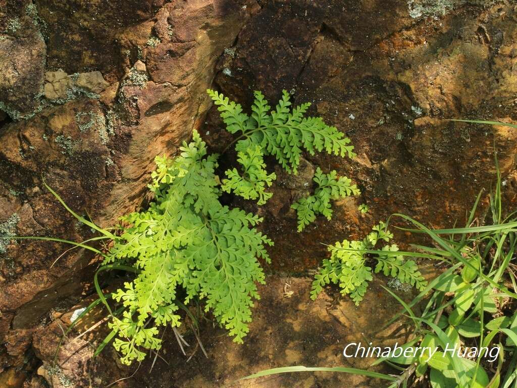 Image de Odontosoria biflora (Kaulf.) C. Chr.