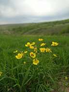 صورة Ranunculus pedatus Waldst. & Kit.