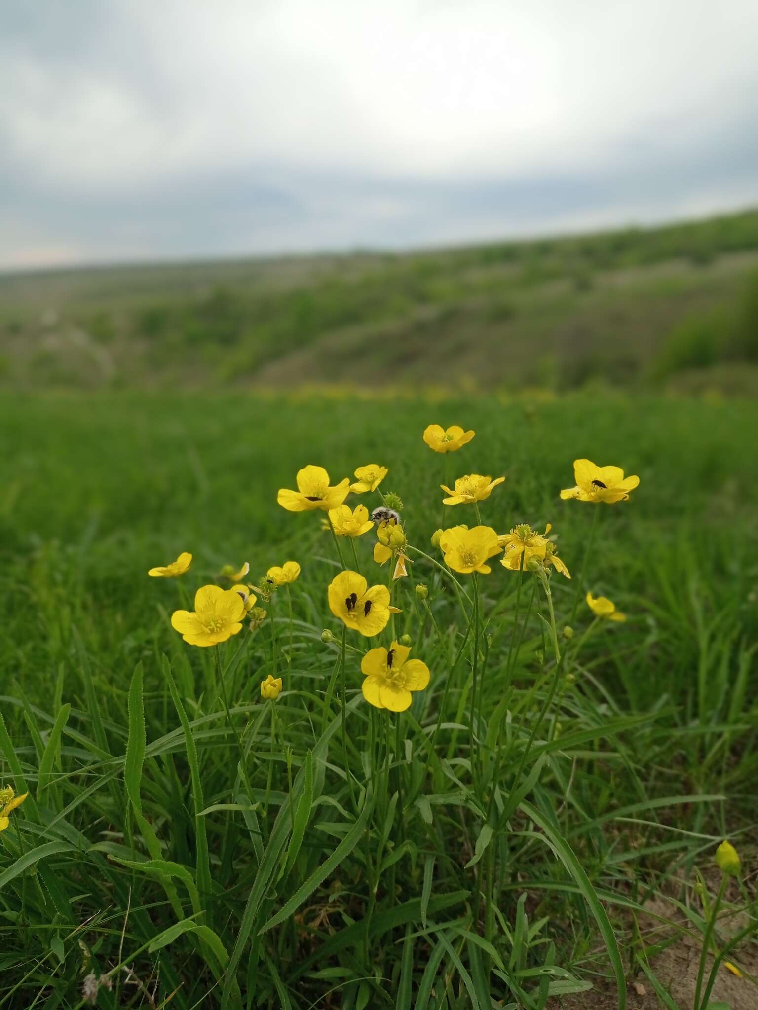 صورة Ranunculus pedatus Waldst. & Kit.