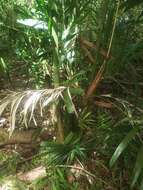 Image of Ivory cane palm