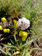 Image of Allium tulipifolium Ledeb.