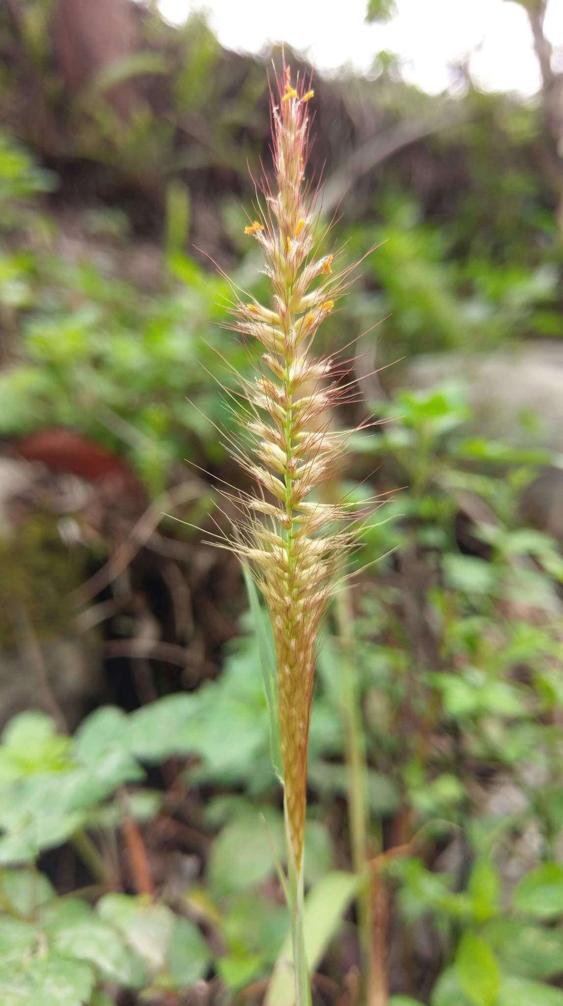 Sivun Cenchrus polystachios (L.) Morrone kuva