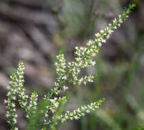 Image of rayless daisy-bush