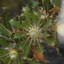 Image de Banksia heliantha A. R. Mast & K. R. Thiele