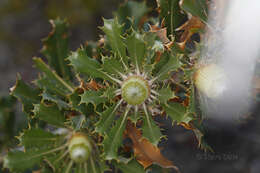 Image of Banksia heliantha A. R. Mast & K. R. Thiele