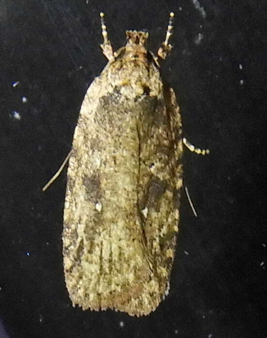 Image de Agonopterix pulvipennella Clemens 1864