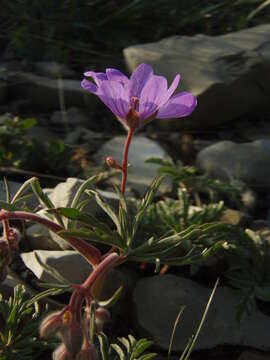 Image of Tuberous Cranesbill