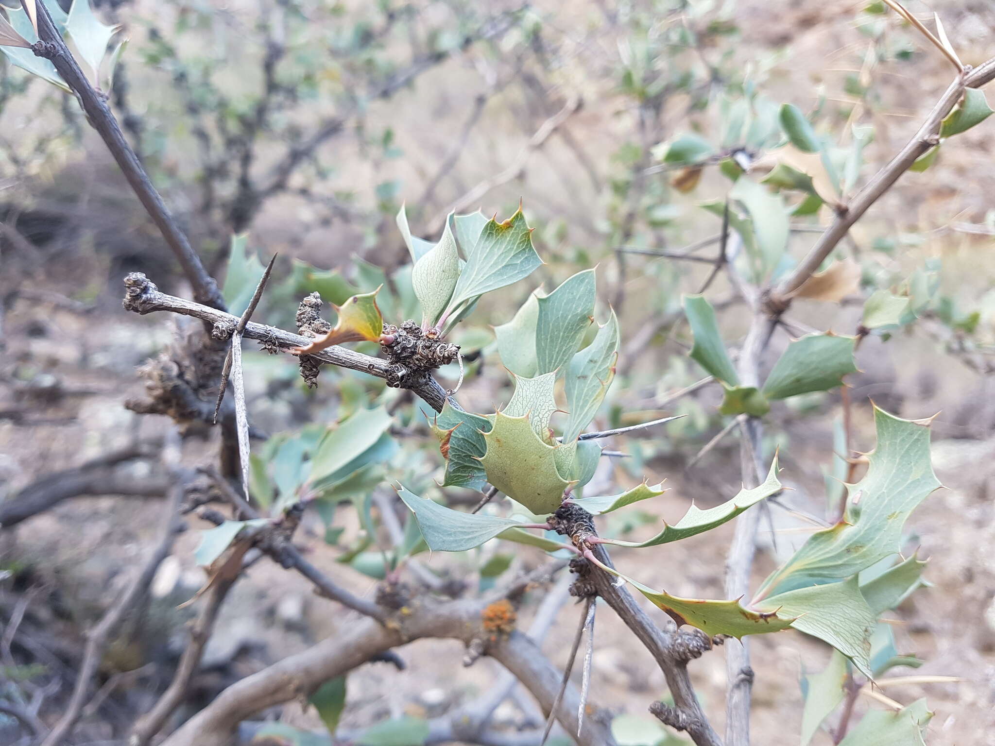 Image of Berberis grevilleana Gill.