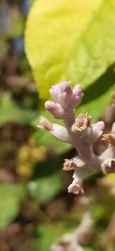 Image of Cuscuta lehmanniana A. Bunge