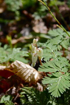 Image of squirrel corn