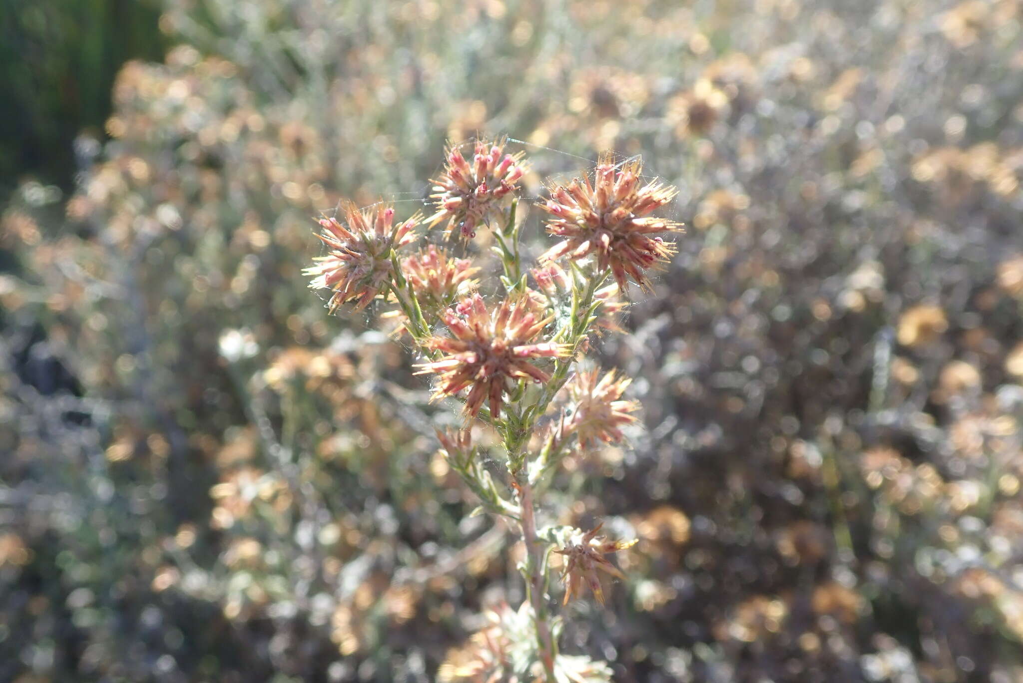 Image of Stoebe incana (Lam.) Thunb.