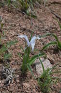 Image of Iris graeberiana Sealy