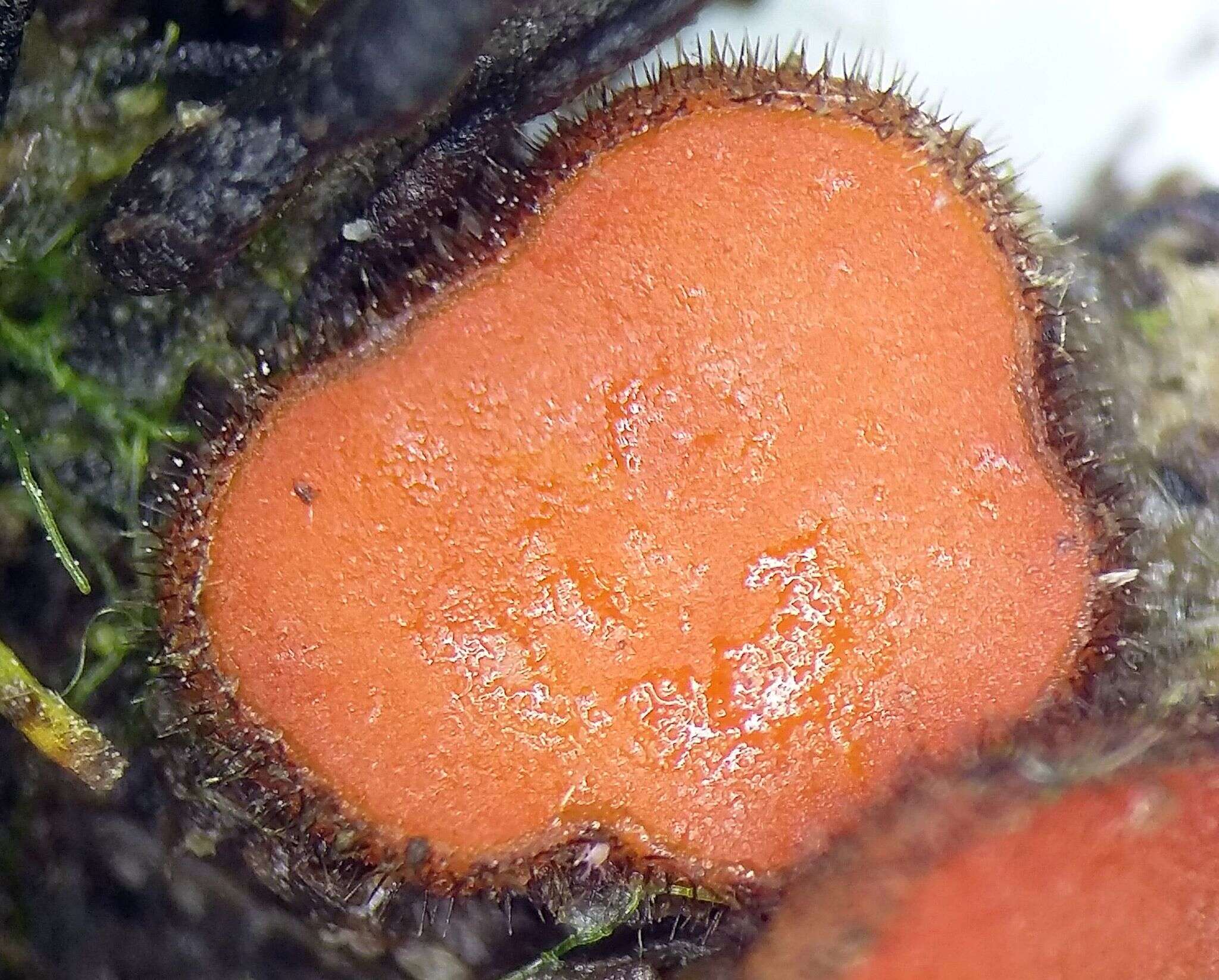 Image of Scutellinia decipiens Le Gal 1966