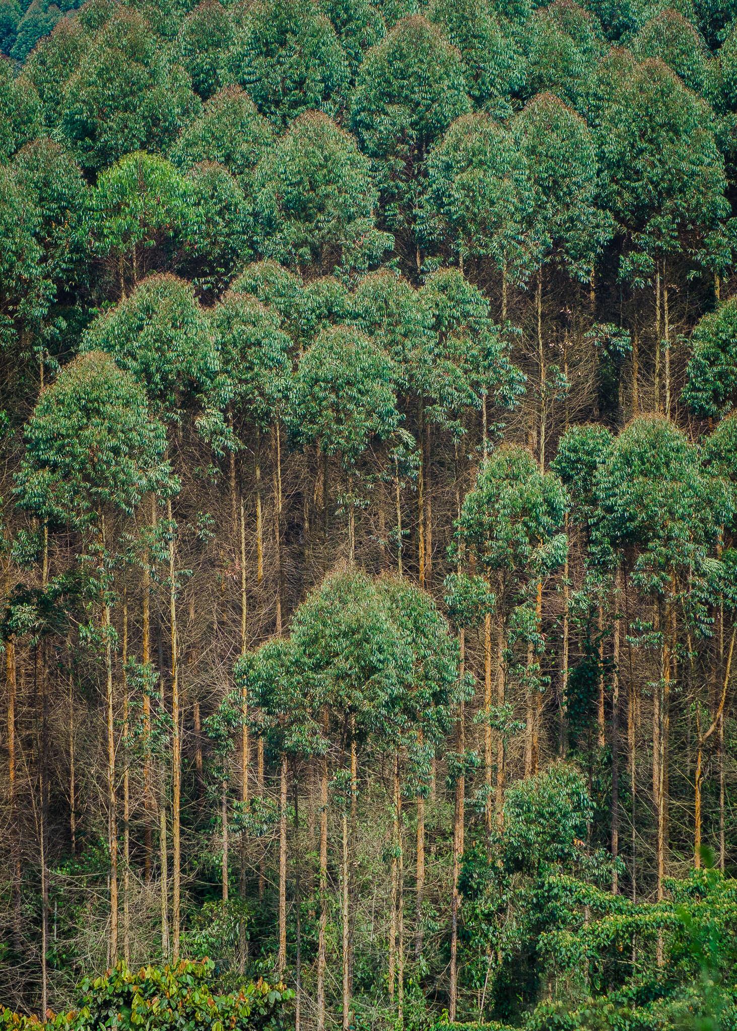 Image of grand eucalyptus