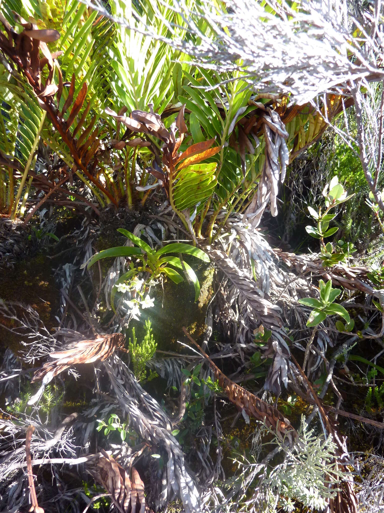 Image de Angraecum striatum Thouars