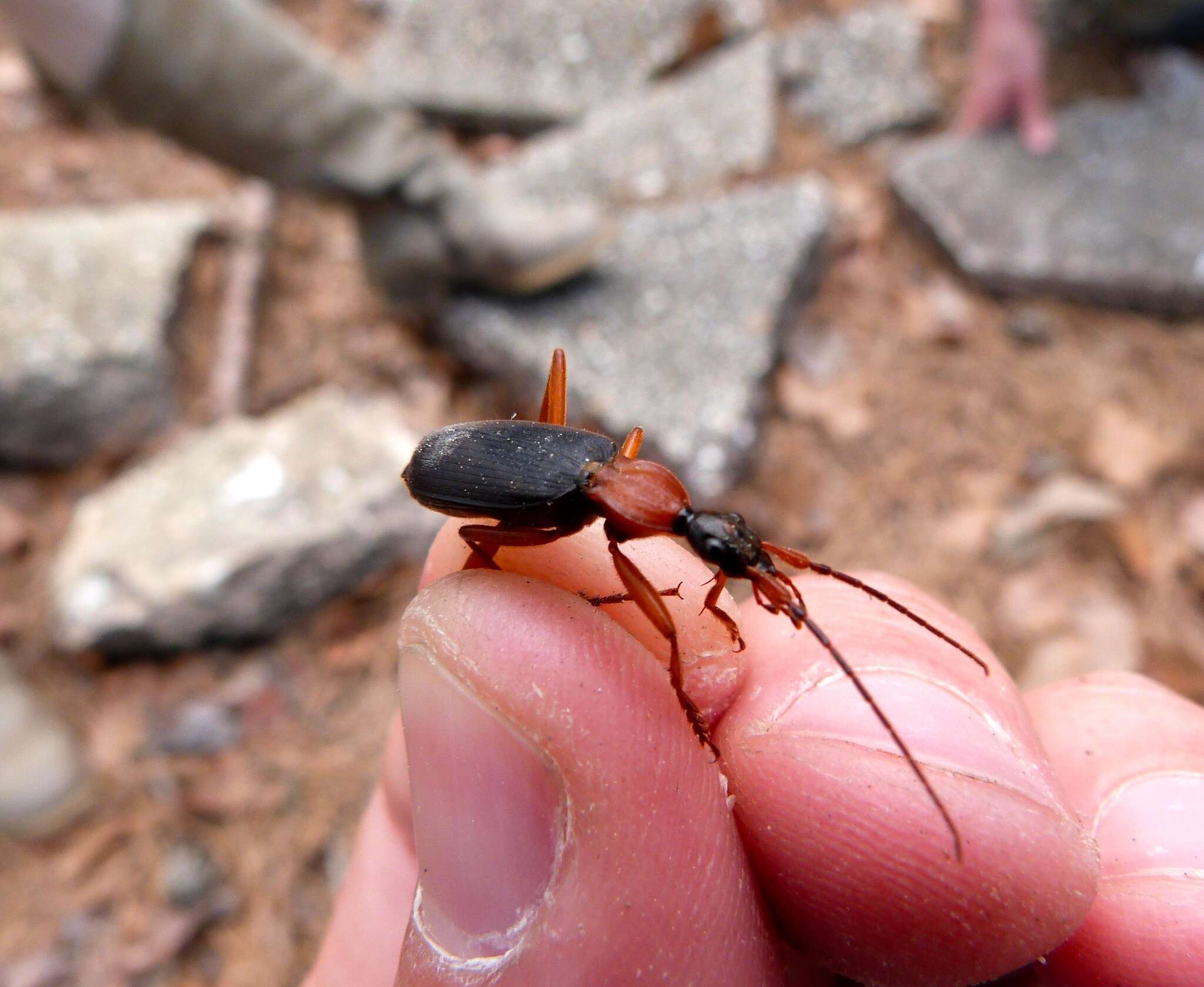 Image of Galerita (Progaleritina) bicolor (Drury 1773)