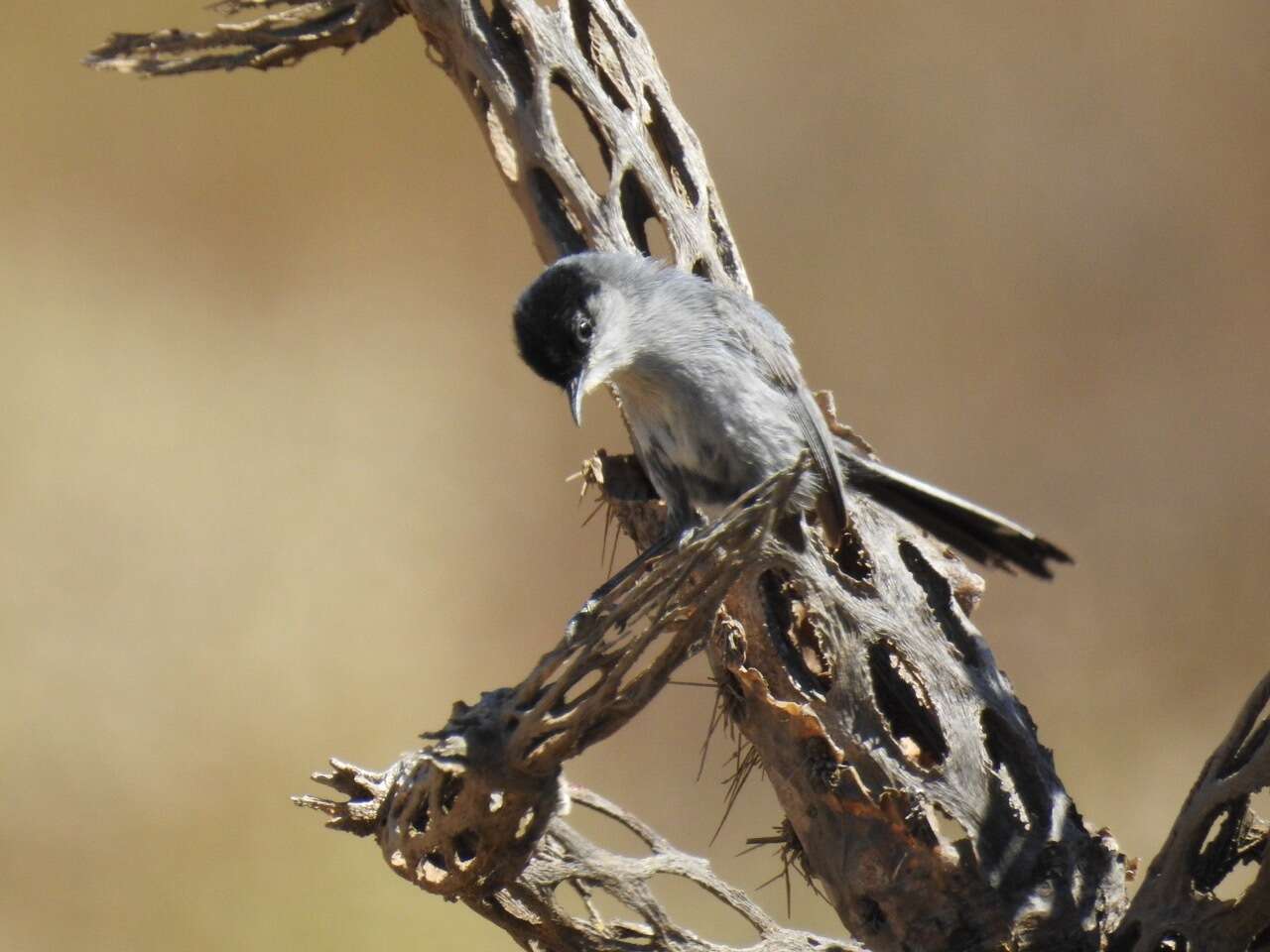 Image of California Gnatcatcher