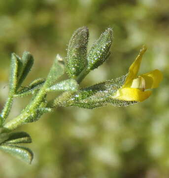 Image of Melolobium adenodes Eckl. & Zeyh.