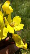 Image of Verbascum spectabile Bieb.