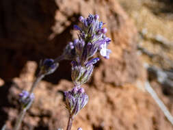 Image of Nepeta teydea Webb & Berthel.