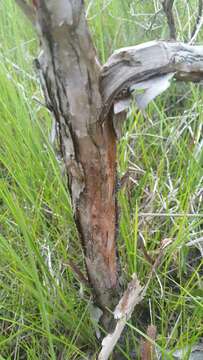 Image of peelbark St. Johnswort